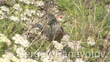 Video of Alpine Accentor - Alpine Accentor finding insects in the top of the mountain.